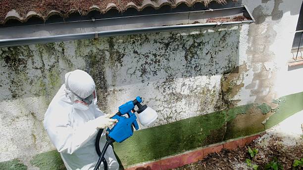 Trusted Crawl Space Mold Removal service in Clayton, GA - Cheap Mold Removal